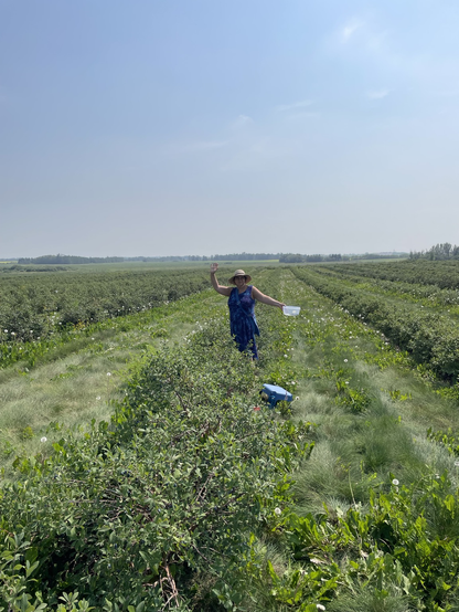 Senator Paula Simons, in a blue and purple sundress and a straw hat, strikes a pose in a green haskap field under a hazy blue sky