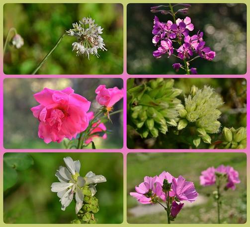 Photo collage in six panels, framed in pink in centre, blending to greyed pale yellow-green top and bottom/
Top left: starry white, wild onion flowers. Right: part of a spike of deep pink fireweed flowers, partly lit from behind, against an area of shadow and dappled light the camera lens shows as many overlapping, variably bright circles of light.
Centre left: bright warm medium pink semidouble, irregularly shaped rose   with 2 more behind partly open. RightTwo packed clusters of jovibarba flowers, pale yellow green and feathery looking, smallish tubular bell shaped, many not open yet..
Bottom left: several white flowers, few petals well separated, over capsules forming from spent flowers, blurry green background. Right: 2 stems topped with several pale pink flowers, like small hibiscus, most facing away from the camera.