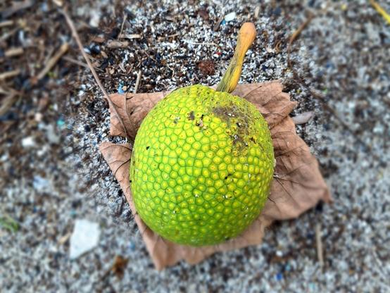 bread fruit on top of dry leave.