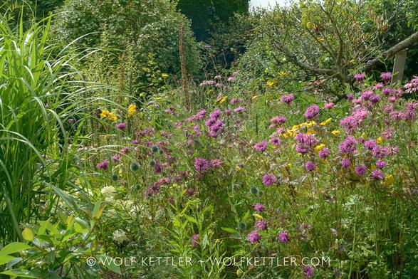 Photograph of the central part of my garden showing an explosion of flowering plants. The most prominent plants in this photograph are Monarda didyma, ornamental grasses, Echinops ritro, Hydrangea, Rudbeckia, Achillea filipendula, Digitalis and Kniphofia seedheads, Echinacea purpurea and Knautia macedonica, along with trees, shrubs and hedges. The sky is beginning to clear after much rain and clouds and it has become partly sunny.