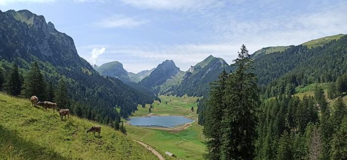 Ein Tal, in welchem der Sämtisersee liegt. Er ist umgeben von riesigen Bergen und einer Wiese. Links im Bild sieht man ein paar Kühe.