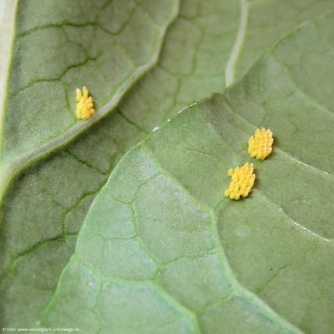 Pak Choi Blatt mit gelben Kohlweißlingseiern