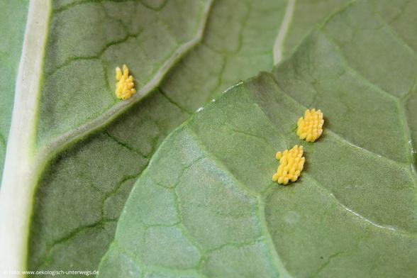 Pak Choi Blatt mit gelben Kohlweißlingseiern