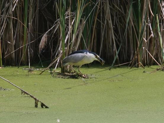 A black capped night heron (a large bird with dark blue upper and white lower feathers, long legs, and bright red eyes) standing on the edge of a duckweed-covered pond, a fish held tightly in its beak after a successful lunge into the water.