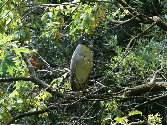 A night heron (a large bird with dark blue upper and white lower feathers, long legs, red eyes, and a long black beak) perches on a tree branch and stares sleepily at the weirdo taking its picture.