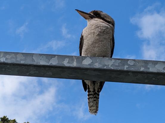 The kookaburra, on a pole.