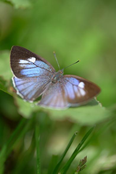 Totally in awe of the details in these little scaly wings