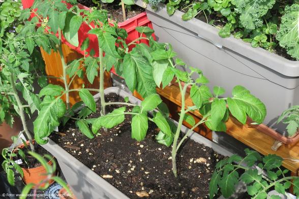 zwei Tomaten Jungpflanzen in einem Pflanzkasten