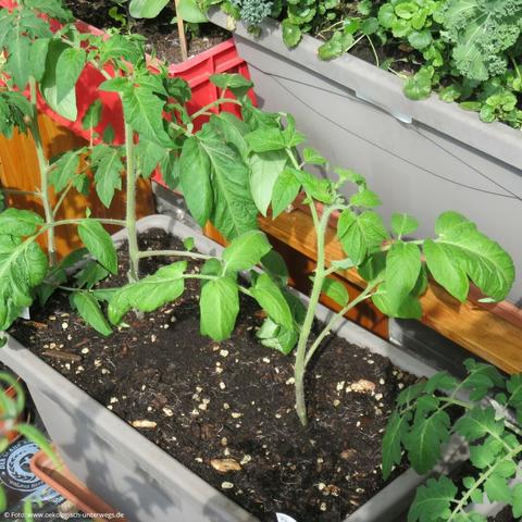 zwei Tomaten Jungpflanzen in einem Pflanzkasten