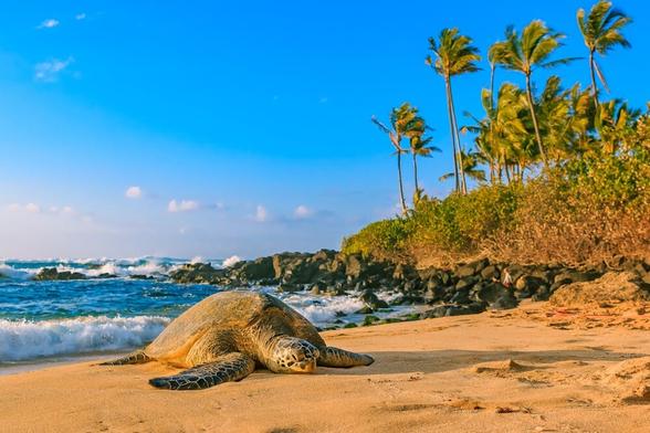 Photo of a beach in Hawaii with a sea turtle by Roberts Hawaii