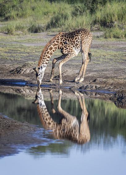Giraffe bending over to drink at a waterhole, Tanzania Africa