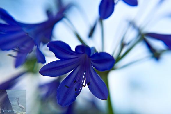 A macro photograph of a blue, star-like flower, with a background of other blue flowers and the green stem they emerge from that is out of focus.