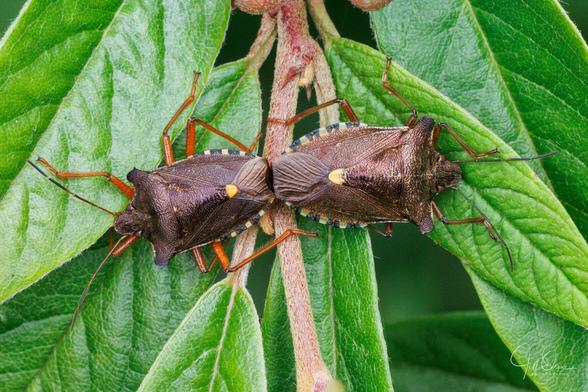A pair of Red-legged Shieldbugs copulating on a willow-leaved cotoneaster.