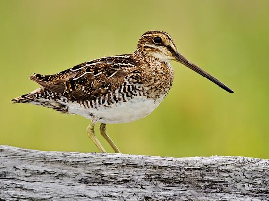Wilson Snipe standing on a wooden fence.  Brown with dark colourings and white chest.  Side view with a long beak.  Against a background that is smooth blurry yellow/green.