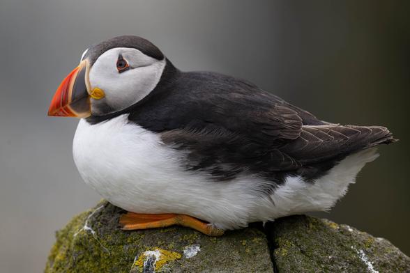Atlantic puffin sitting on a lichen (and bird-poop) covered rock.