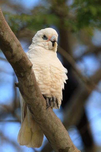 A white parrot with blue eye patches and pink feathers around the beak, perched in a tree yawning.