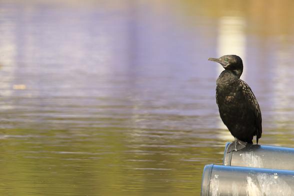 A stately black Cormorant perched on a float in the lake. It is positioned to the right of frame, facing left, and it's green eye can be easily seen reflecting the sun.