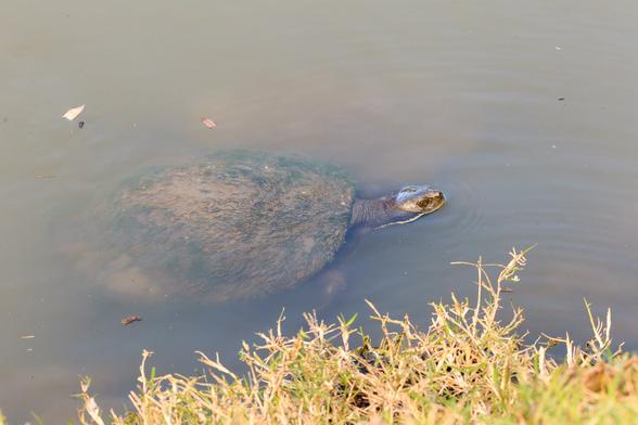A turtle swims past the grassy shore with only its head out of the water. Its shell can be seen under the surface, and is covered in mossy water weed. 
The turtle's shell is approx 30cm in diameter.