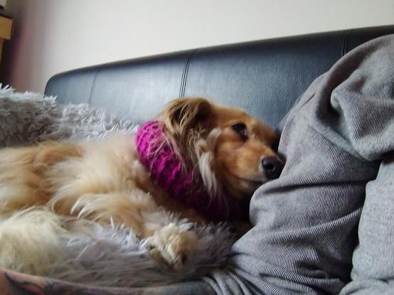 A cream miniature dachshund, in a hot pink, fat, knitted collar to keep her from licking her wound (not visible in picture), half asleep on the toot author's shoulder.