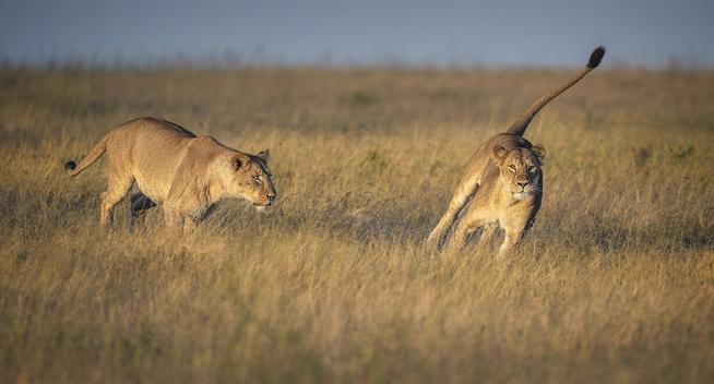 Two lions chasing one another in the grasslands of Tanzania