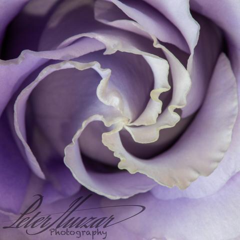 Purple rose bud with petals curling into the center.