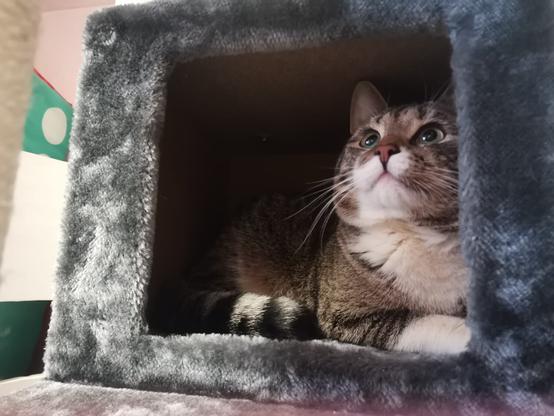Rescue-kissa Mei Mei.
