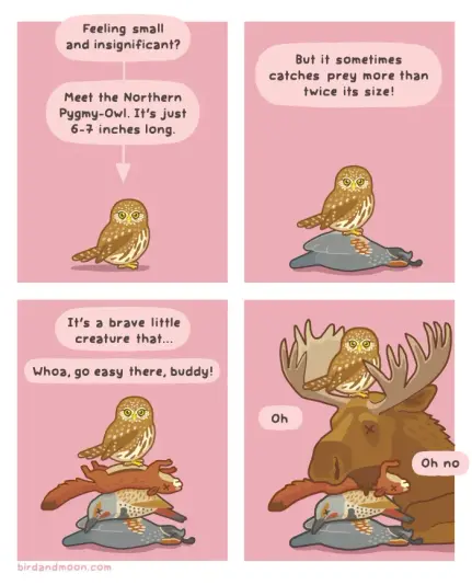 A four panel comic. In panel 1, a small owl sits at the bottom of the panel, looking at the reader. Narrative text says "Feeling small and insignificant? Meet the Northern Pygmy-Owl. It's just 6-7 inches long." In panel 2, the owl is standing on a large quail that it has killed. The narrator says, "But it sometimes catches prey more than twice its size!" In panel 3, the owl is standing on a quail, a flicker, and a red squirrel. The narrator says "It's a brave little creature that... Whoa, go easy there, buddy!" In panel 4, the owl is now standing on a quail, flicker, squirrel, and moose, and the narrator says "Oh. Oh no"