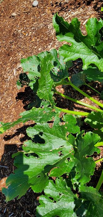 Picture of zucchini leaves being decimated by some insect.