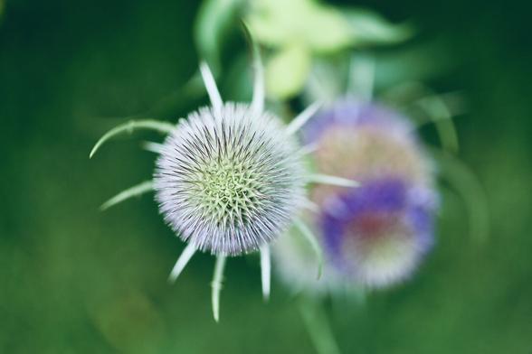 This is a photo of a self seeded Wild Teasel. They are at certain areas of my garden. I like them. They attract Goldfinches once fully grown.
In the fuzzy background is a more advanced flowering Teasel, showing different colours like blue and brown.