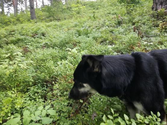 A dog is standing in the middle if blueberry bushes in Näsihill, Porvoo, Finland.