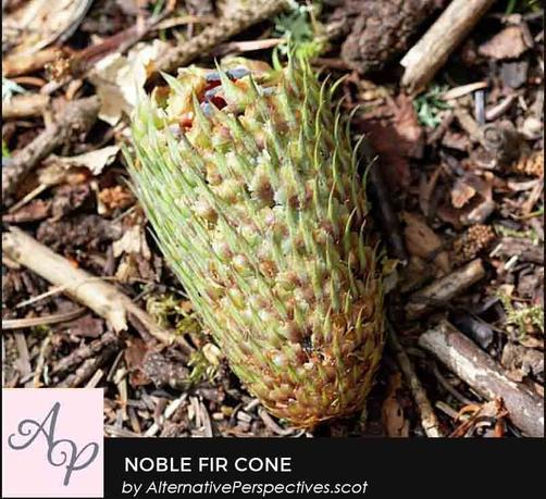 This is a photograph of a Noble Fir cone.  The structure of these consists of small seeds which are surrounded by rougher bracts.  It is lying on the debris of a woodland floor.