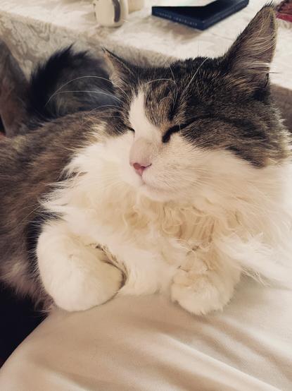 My about 8 year old cat Charlie sitting on my lap/tummy. He's a Norwegian Forest Cat.