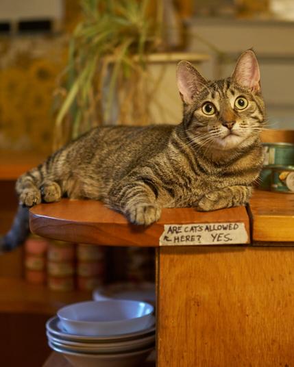 A brown/grey tabby cat is lying on a kitchen counter directly above a note written on a piece of masking tape that reads, "Are cats allowed here? Yes."