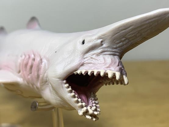Close up of the face of a goblin shark plastic toy, with protruding teeth and a long pointed nose.