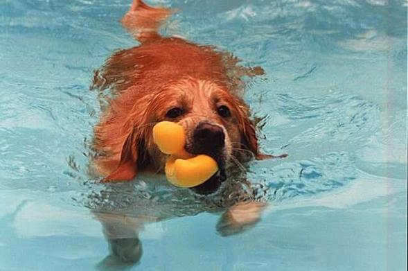 A Golden Retriever (or is it a golden muskrat?) swimming toward the camera in a bright turquoise pool.  He is completely soaked, and is carrying a yellow rubber duckie jauntily hanging out the right side of his mouth.  

I will never stop missing this dog.