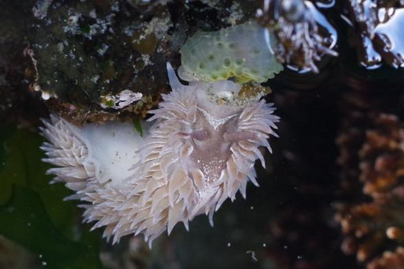 A shag-rug nudibranch eating a sea anemone.