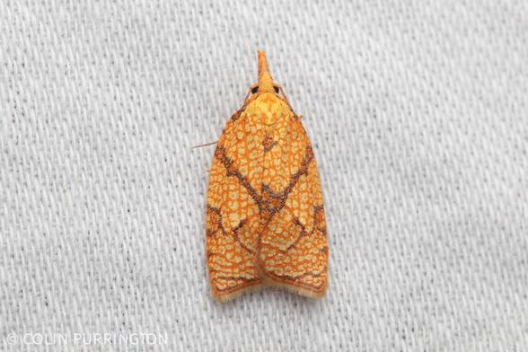 Bell-shaped orange and yellow moth with net-like patterning.