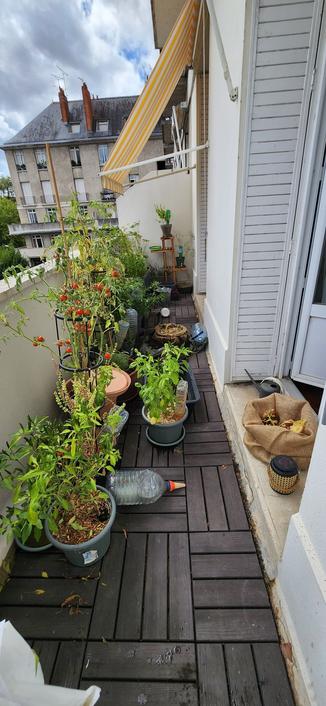 Un balcon filant plein de plantes potagères en plus ou moins bon état.