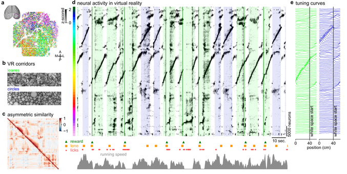 mouse visual cortical activity during a virtual reality task with two linear corridors