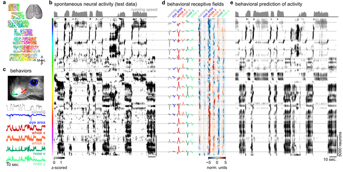 spontaneous neural activity in mouse sensorimotor cortex