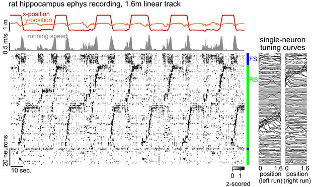 rat hippocampus activity on linear track