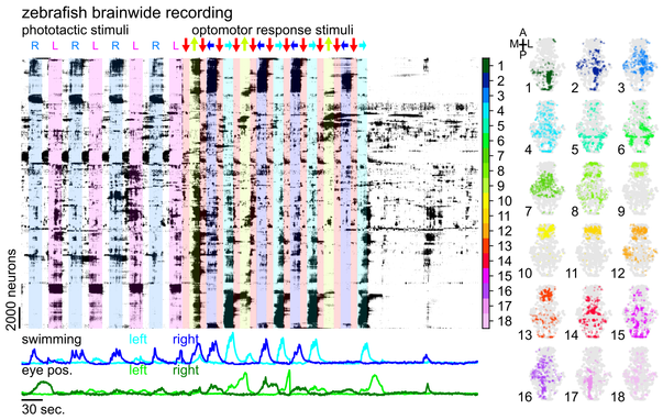 zebrafish wholebrain activity during visual stimuli