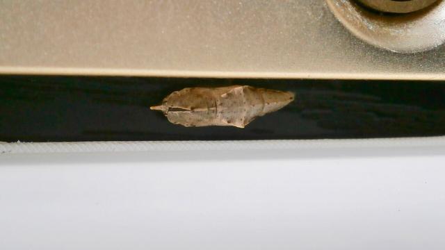 A grey-green speckled pupa (butterfly sleeping bag), with a uni-horn and wing bumps, stuck to a door.