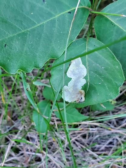 A linear-blotch mine on a poison ivy leaf.