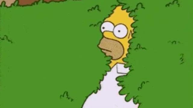 Photo: Homer Simpson, hiding in shrubs.