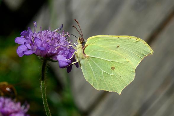 Gonepteryx rhamni