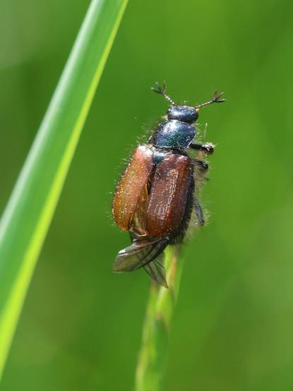 Ein kleiner Käfer sitzt auf der Spitze eines Grashalms. Er hat braune Flügel und fedrige kleine Fühler.
