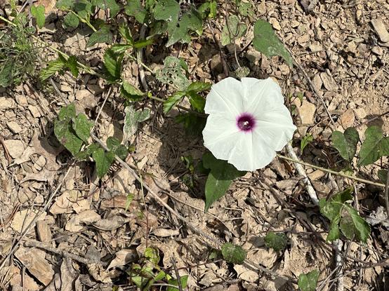 Small white blossom with a violet center growing close to the ground among fallen leaves and twigs.
