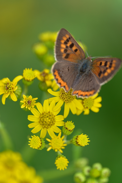 Common copper having a ball in a meadow