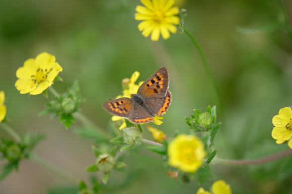 That's a very small butterfly